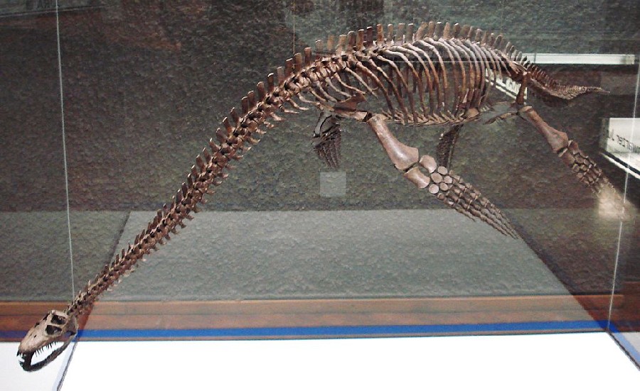 Seeleyosaurus