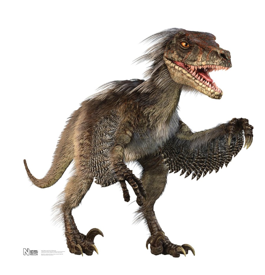 1038-Velociraptor_303a.jpg