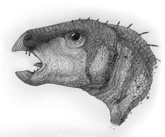 Abrictosaurus
(возм: абриктозавр), Jurassic
(Юрский период)