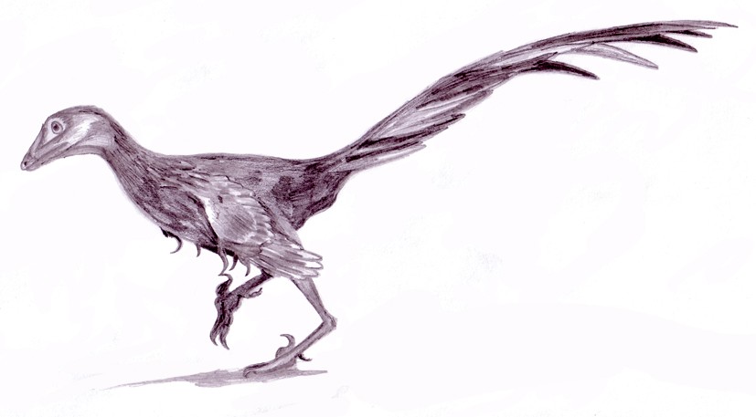 Jinfengopteryx