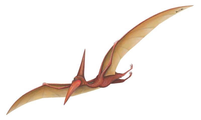 File:Pterodactyl (PSF).png - Wikipedia