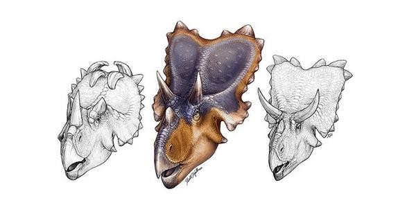 Mercuriceratops Pictures & Facts - The Dinosaur Database