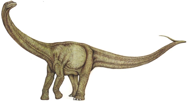 Aeolosaurus, Cretaceous
(Меловой период)
