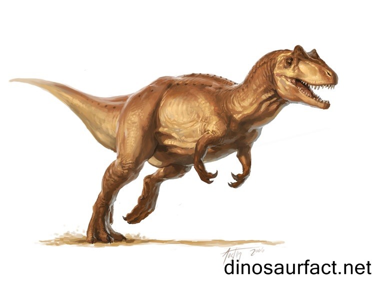 Allosaurus Pictures Facts The Dinosaur Database
