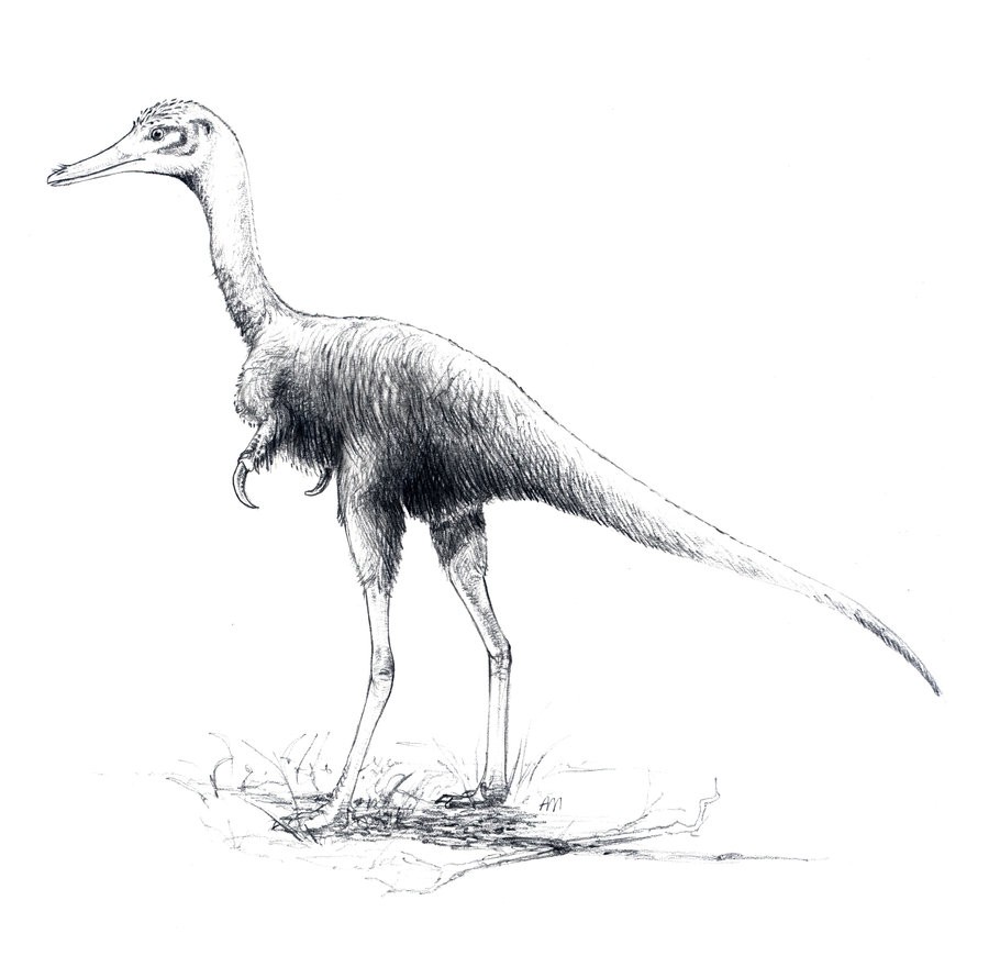 Alvarezsaurus