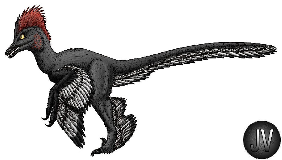 Anchiornis
(Анхиорнис), Jurassic
(Юрский период)