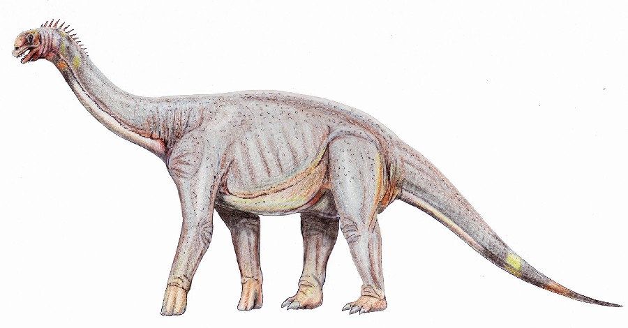 Astrodon
(Астродон), Cretaceous
(Меловой период)