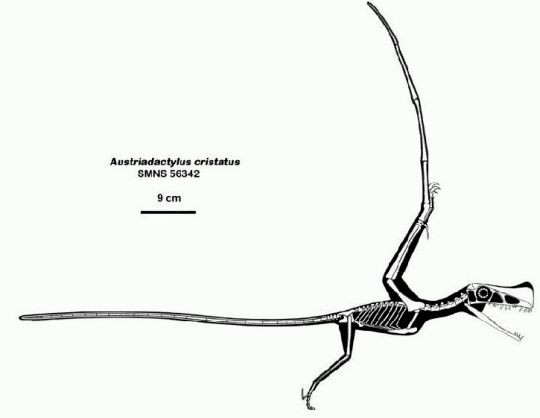 Austriadactylus