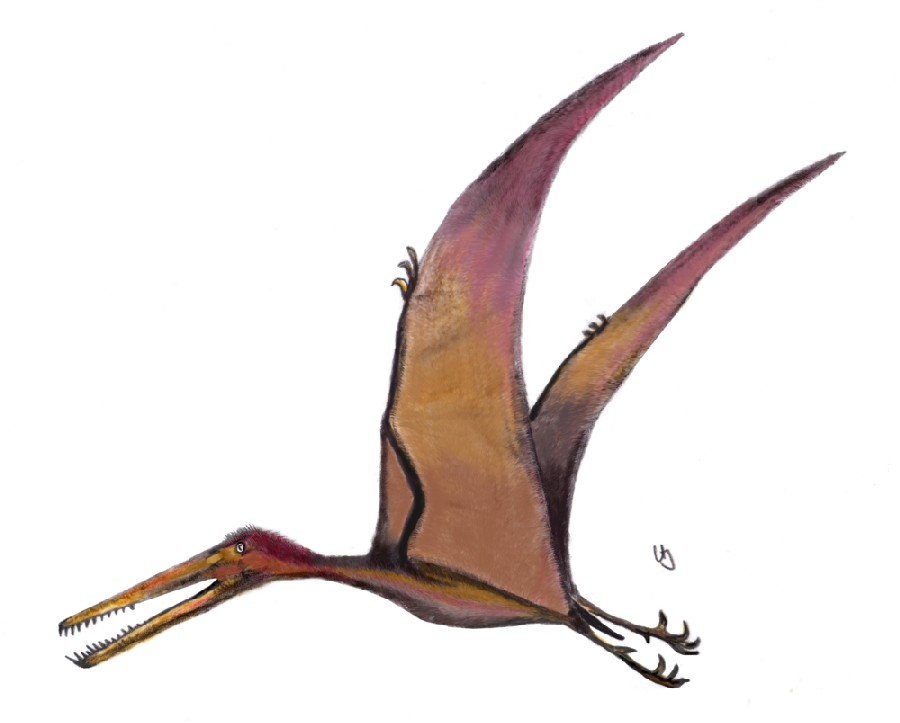 Boreopterus