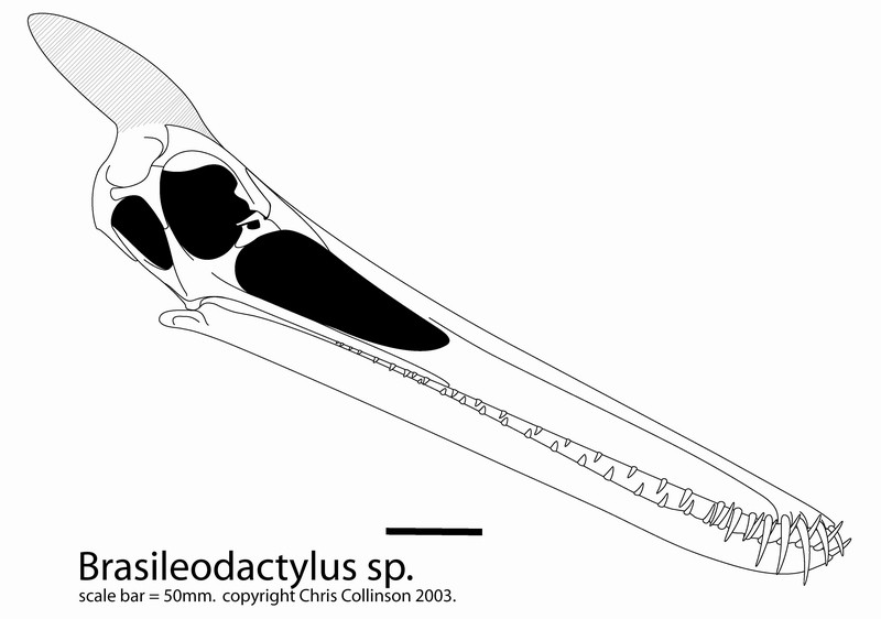 Brasileodactylus