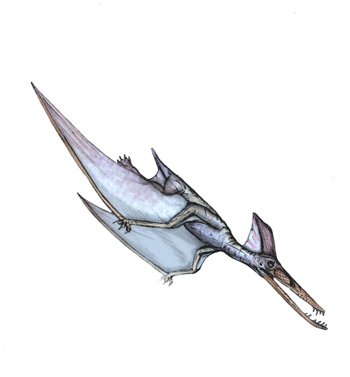 Brasileodactylus