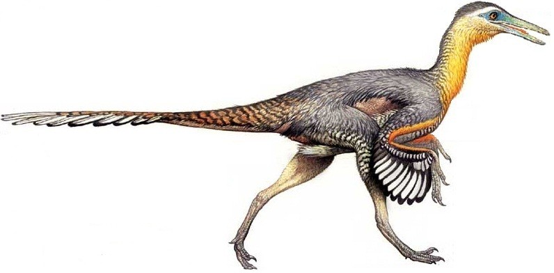 Buitreraptor