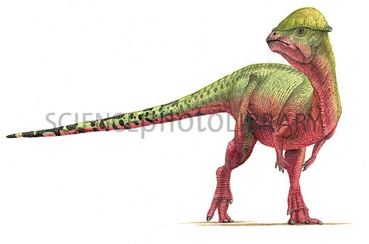 Sphaerotholus, Cretaceous
(Меловой период)