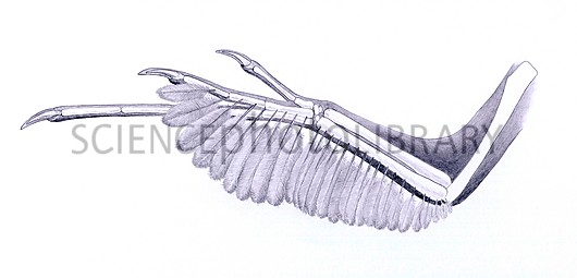 Scansoriopteryx