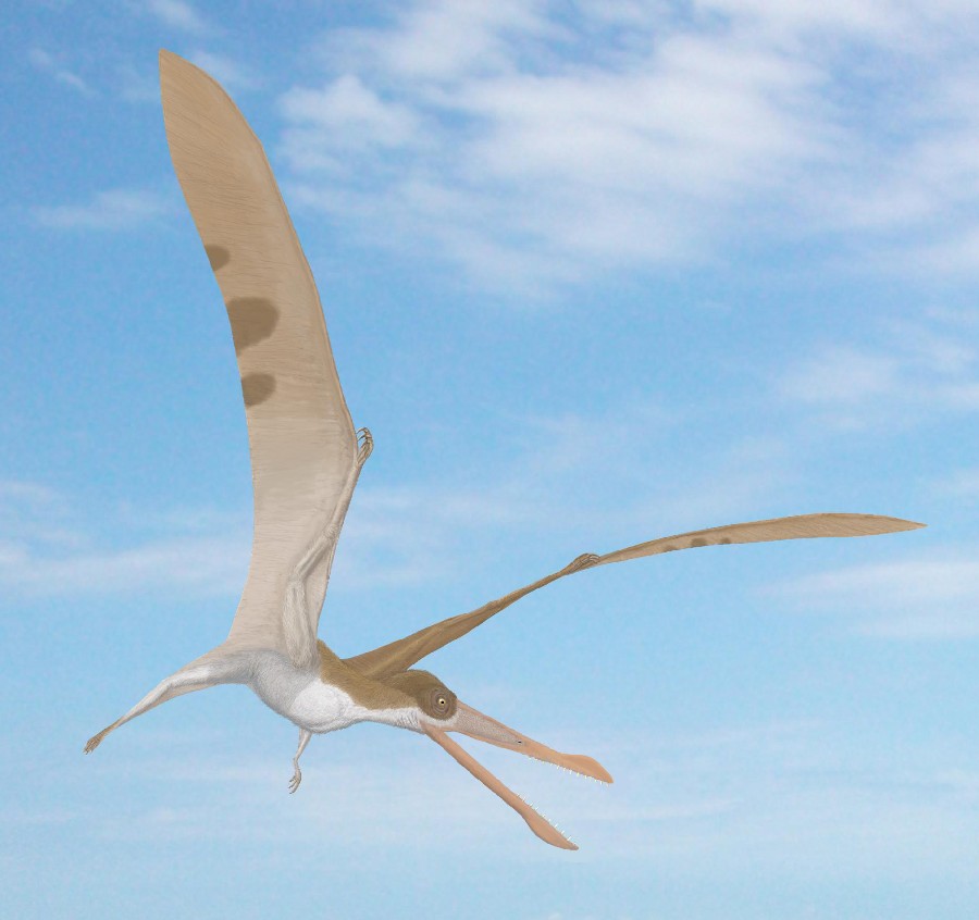 Cearadactylus (frightfull finger). Model of pterodactyl. Stock Photo by  ©troyka 11879305