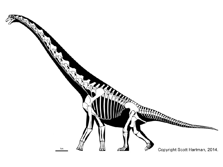 Cedarosaurus