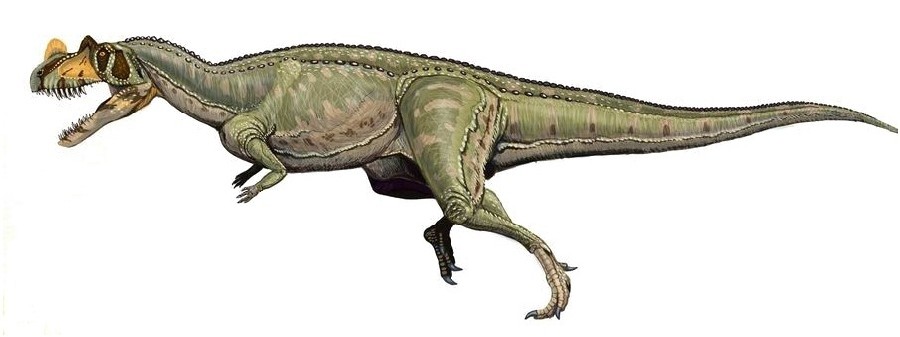 Ceratosaurus-dinosaurs-22605711-906-340_0c9e.jpg