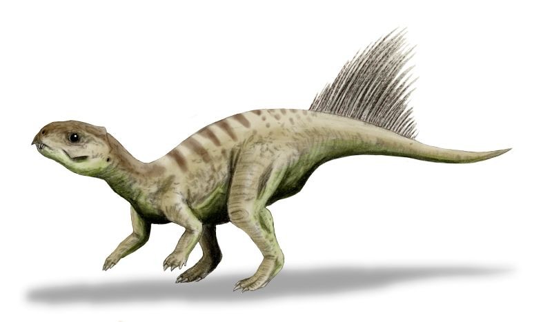 Chaoyangsaurus, Jurassic
(Юрский период)