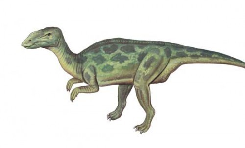 Claosaurus