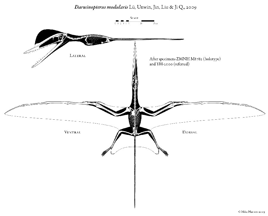Darwinopterus