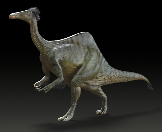 Deinocheirus Pictures & Facts - The Dinosaur Database