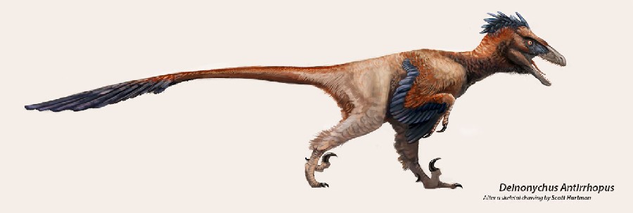 Deinonychus, Wiki