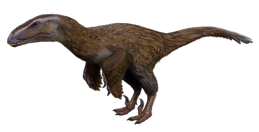 Dromaeosauroides, Cretaceous
(Меловой период)