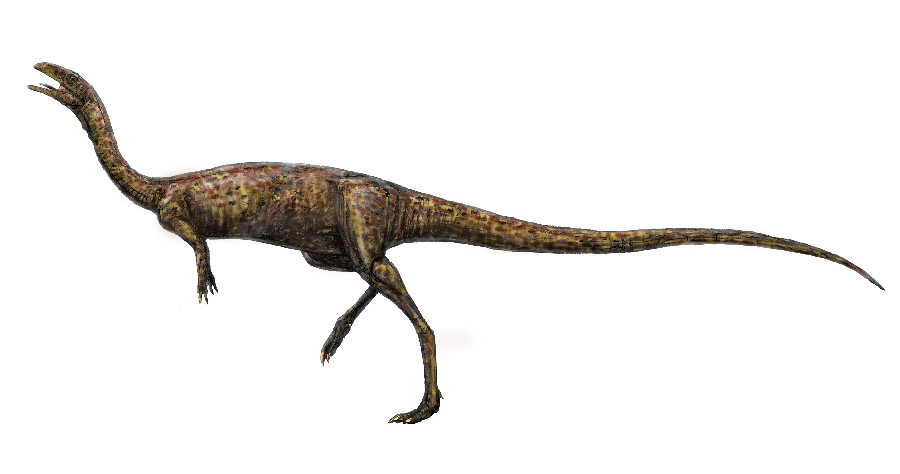 Elaphrosaurus