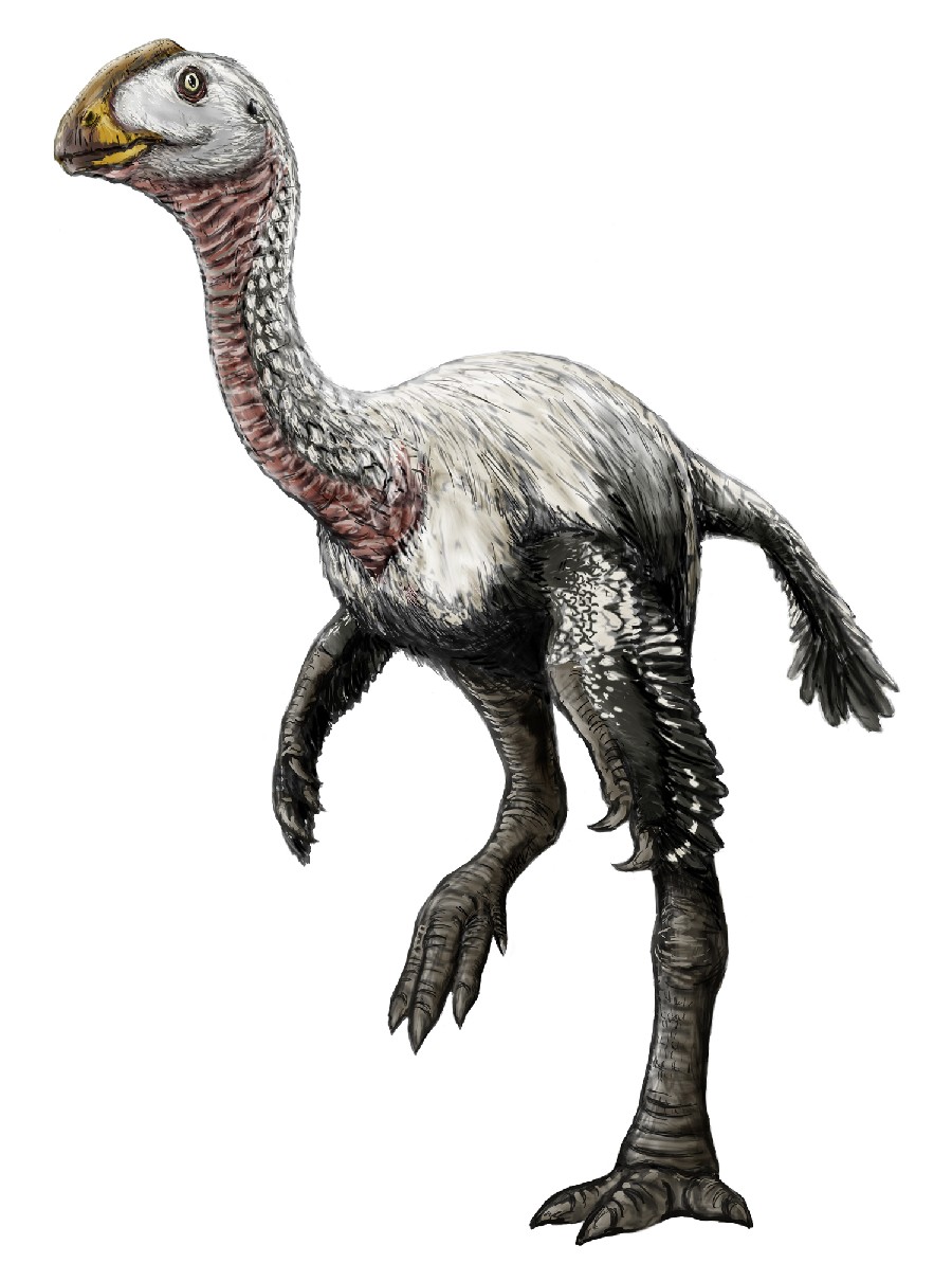 Elmisaurus
(Элмизавр), Cretaceous
(Меловой период)
