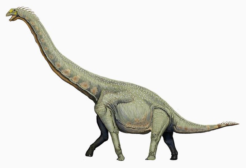 Euhelopus Pictures & Facts - The Dinosaur Database