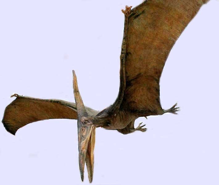 Pteranodon
(Птеранодоны), Late Cretaceous
(Верхний мел)