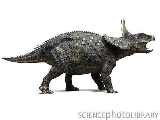 Nedoceratops, Cretaceous
(Меловой период)