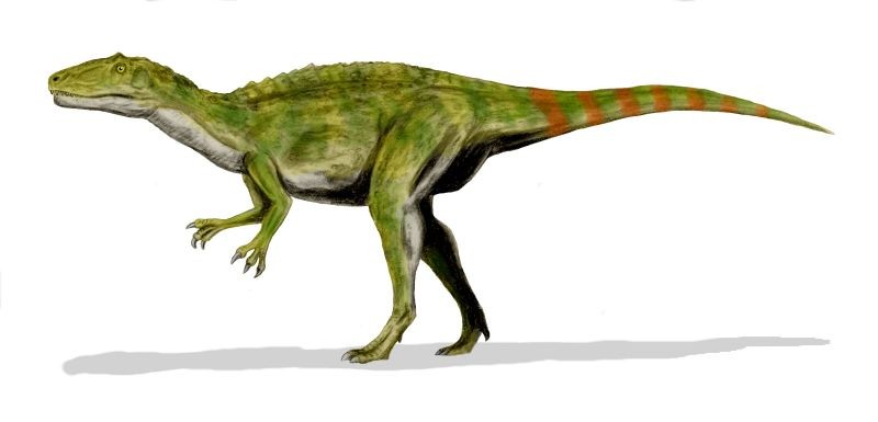 Fukuiraptor
(Фукуираптор), Cretaceous
(Меловой период)