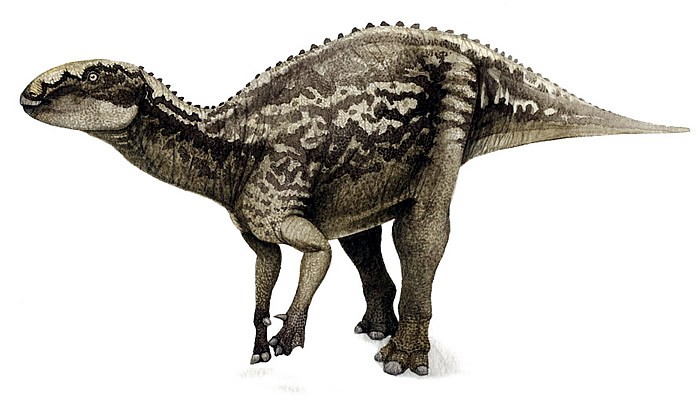 Fukuisaurus
(Фукуизавр), Cretaceous
(Меловой период)