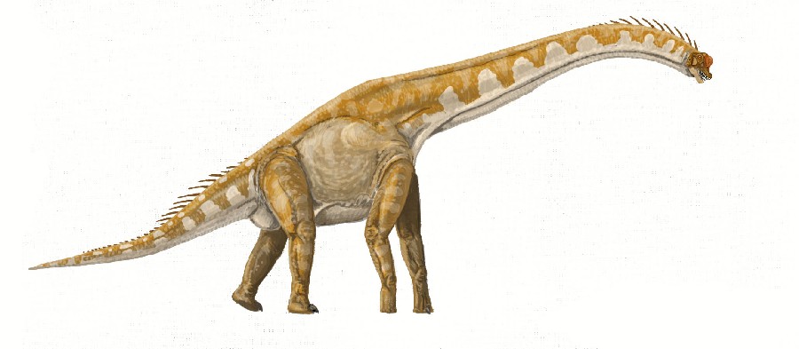 Giraffatitan
(Жираффатитан), Jurassic
(Юрский период)