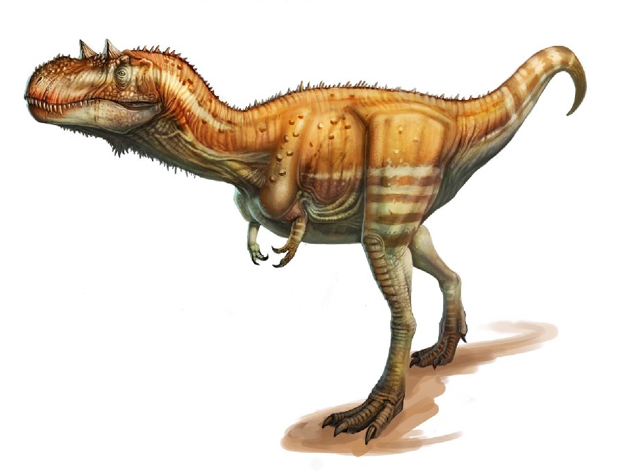 Gorgosaurus
(Горгозавр), Cretaceous
(Меловой период)