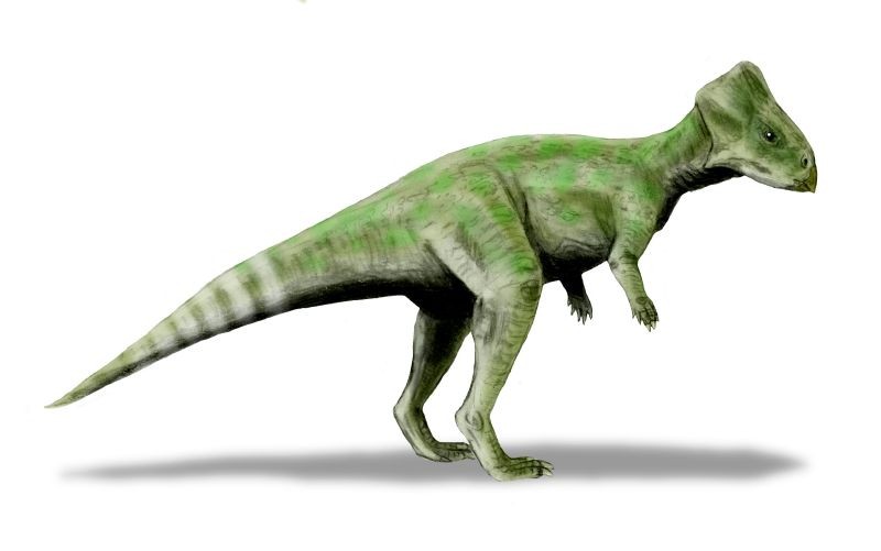 Graciliceratops