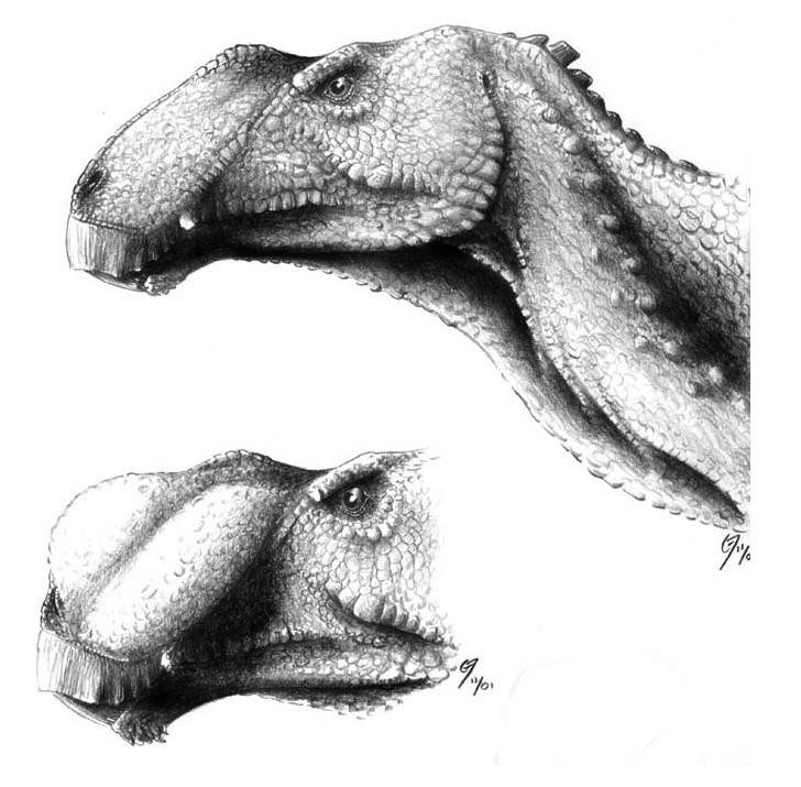 Gryposaurus