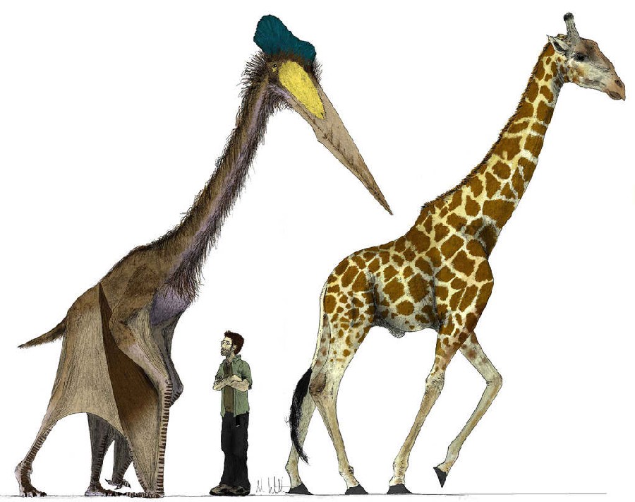 Pterosaur size - Wikipedia