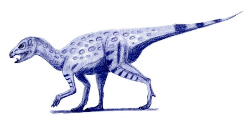 Heterodontosaurus
(Гетеродонтозавр), Jurassic
(Юрский период)
