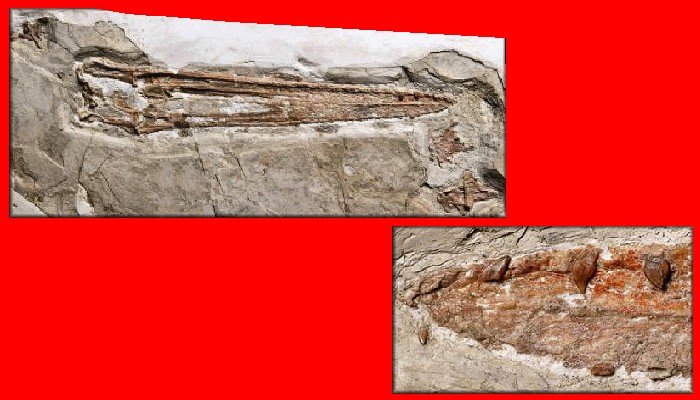 Hongshanopterus, Early Cretaceous
(Нижний мел)