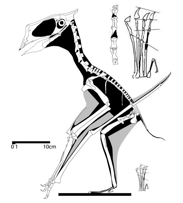 Huaxiapterus