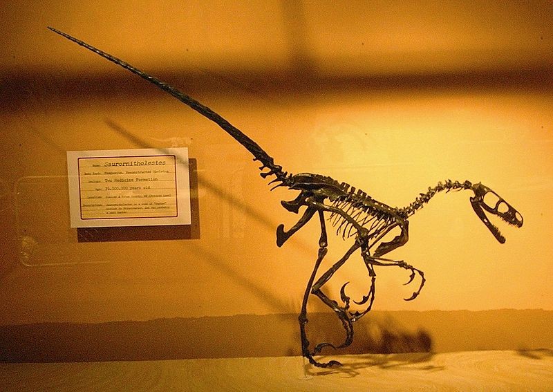 Saurornitholestes