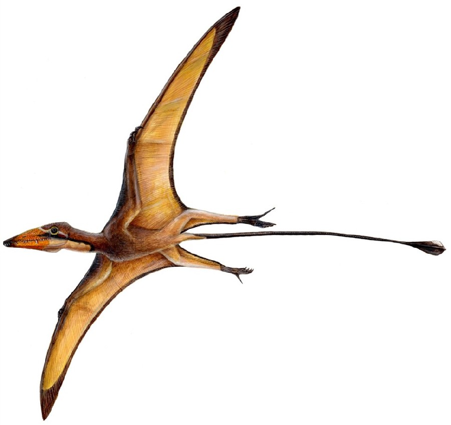 Preondactylus
(Преондактиль), Late Triassic
