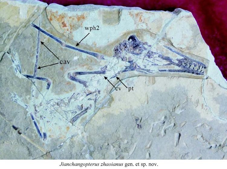Jianchangopterus, Middle Jurassic
