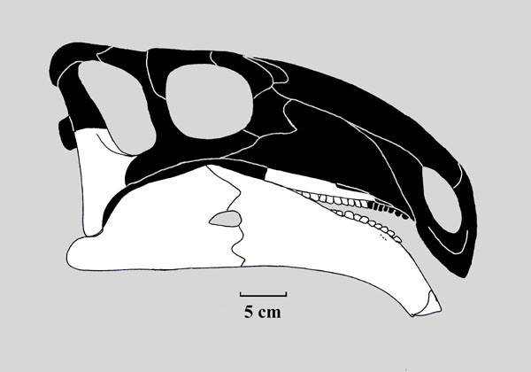 jiangjunmiaosaurus coloring pages