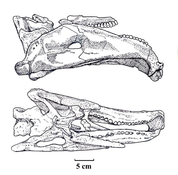 jiangjunmiaosaurus coloring pages