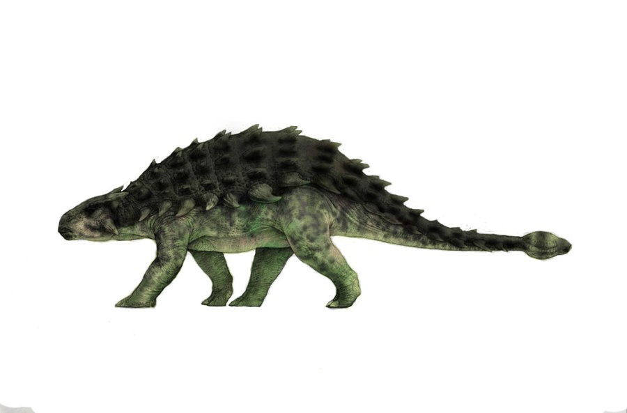 ankylosaurus type dinosaurs