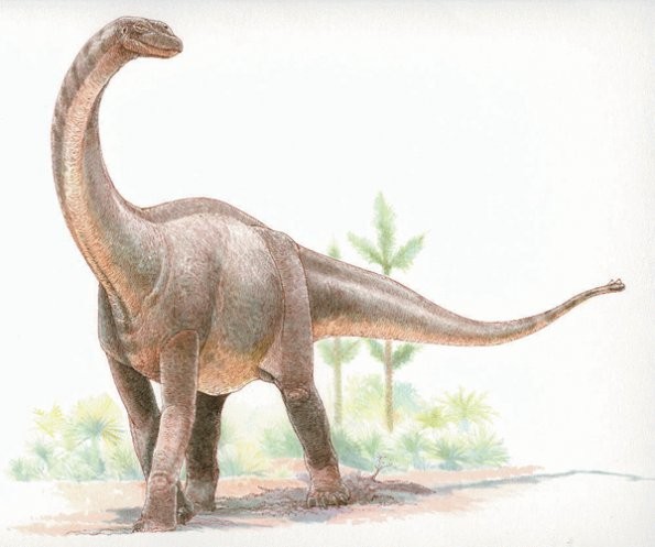 Shunosaurus