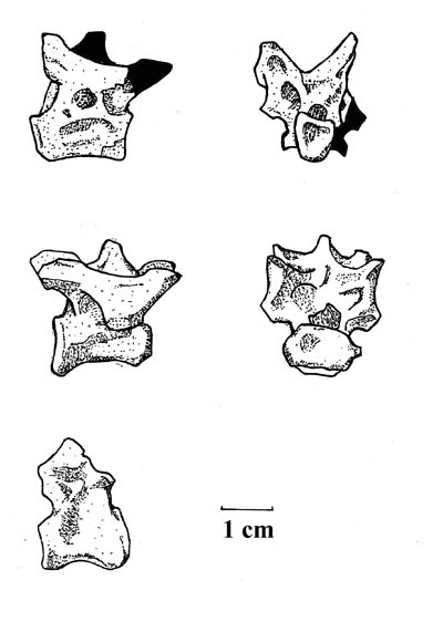 Laevisuchus